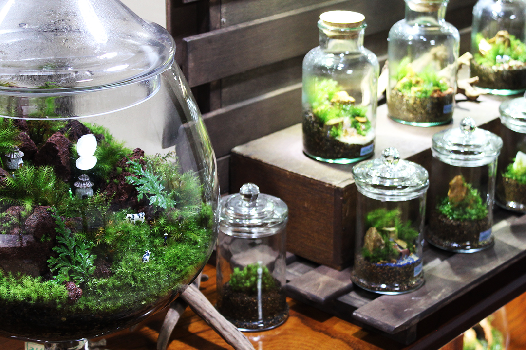 苔で瓶の中にミニチュア世界を作る 苔テラリウムづくり 体験 Hiroba