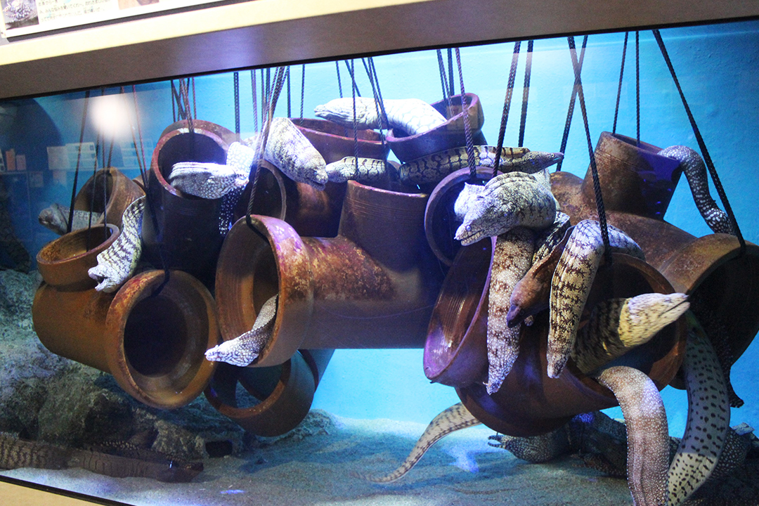 深海の生き物がたくさん オモシロ生き物の宝庫 竹島水族館 Hiroba