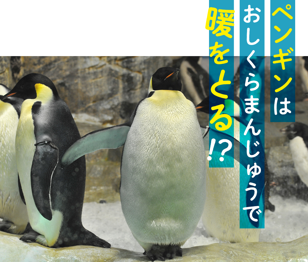 エンペラーペンギンの驚きの子育て方法を紹介 Hiroba