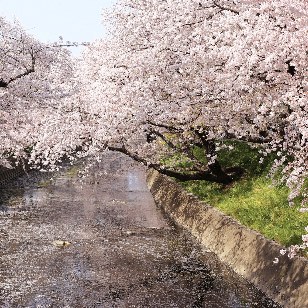 五条川に咲き誇る 約1400本の桜並木 岩倉桜まつり 愛知県岩倉市 Hiroba