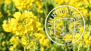 菜の花ガーデン