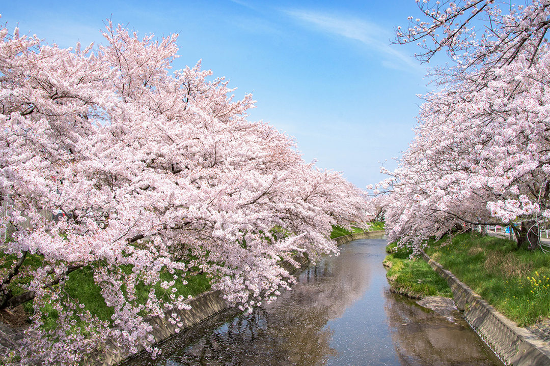 「五条川」の桜／岩倉市