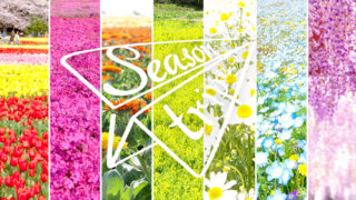 七色のお花畑を巡ろう！愛知・岐阜・三重の【お花畑スポット】フォトグラファー直伝の撮影テクニックも紹介