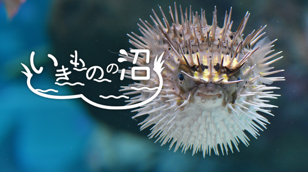 いきものおもしろ雑学vol.4　ハリセンボンの棘はホントに1000本ある！？