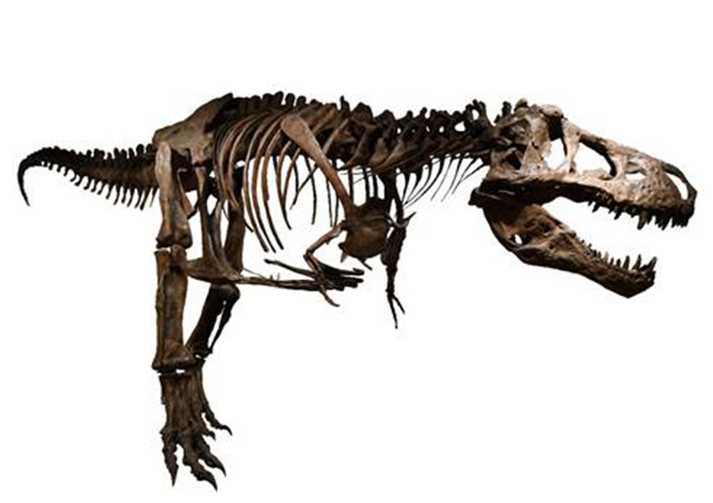 史上最大のティラノサウルス登場！ 「ジュラシック大恐竜展」 | HIROBA！