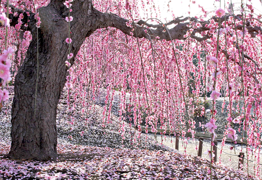 鈴鹿の森庭園で早春の美を しだれ梅まつり Hiroba