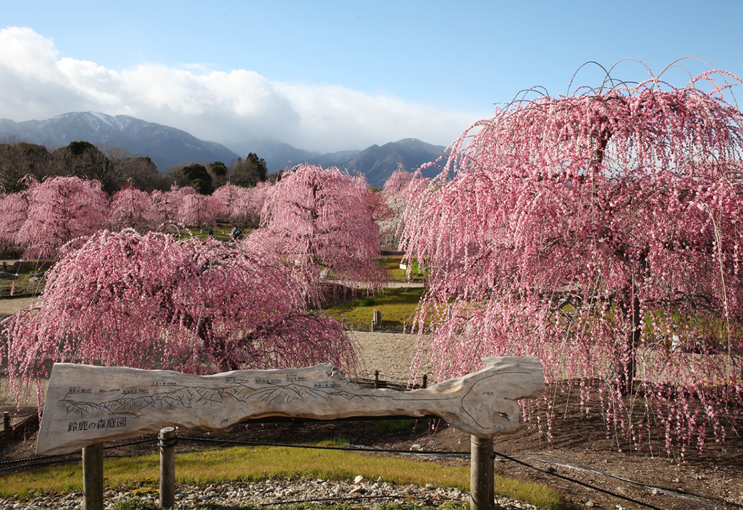 鈴鹿の森庭園で早春の美を しだれ梅まつり Hiroba