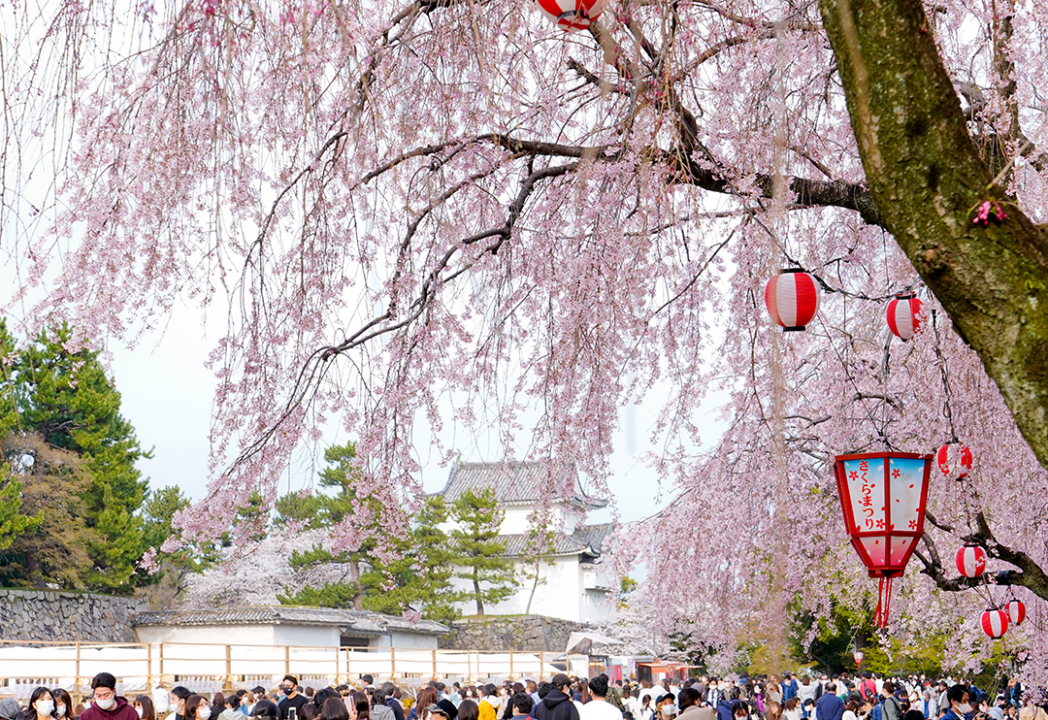桜の名所・名古屋城でお花見