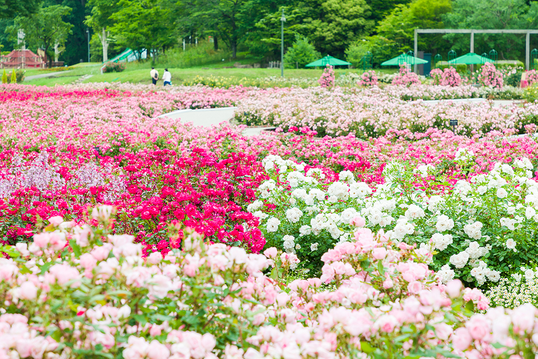 花の大庭園「ぎふワールド・ローズガーデン」