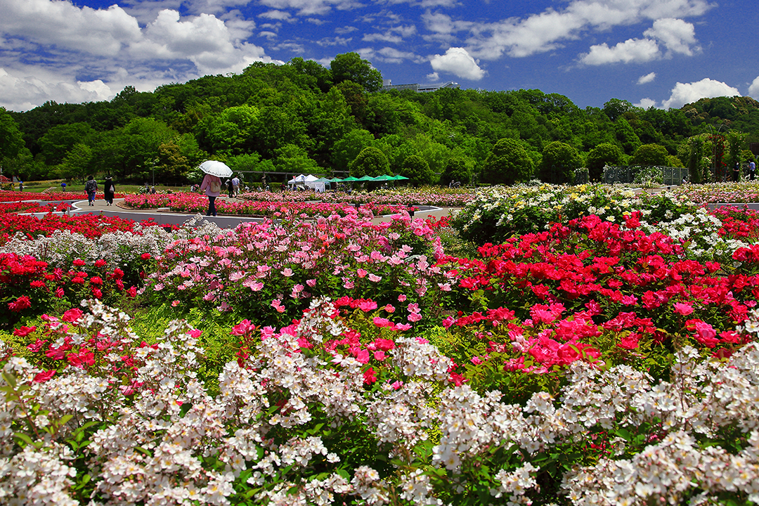 花の大庭園「ぎふワールド・ローズガーデン」