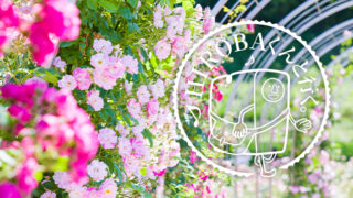 花の大庭園「ぎふワールド・ローズガーデン」