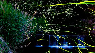 鳥川ホタルまつり