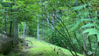 ゆきあき・ウォーキング　四美の森コース　下呂