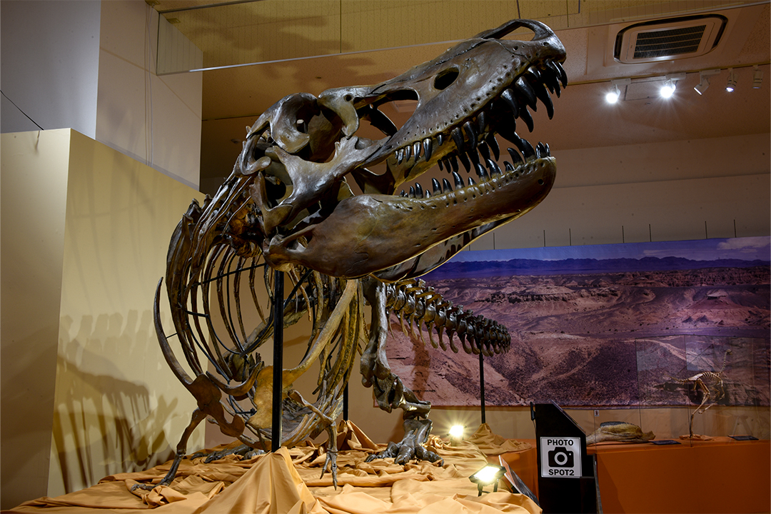 化石ハンター展,名古屋,名古屋市科学館