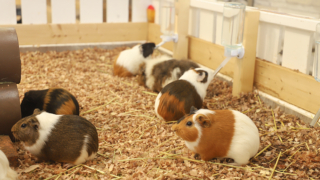 ZOOっともパーク,いきもの,ふれあい,南知多ビーチランド,イベント,2025