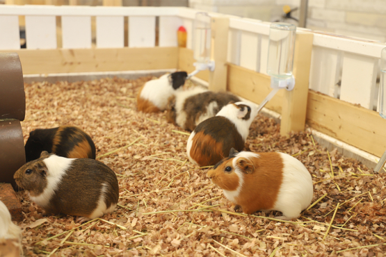 ZOOっともパーク,いきもの,ふれあい,南知多ビーチランド,イベント,2025