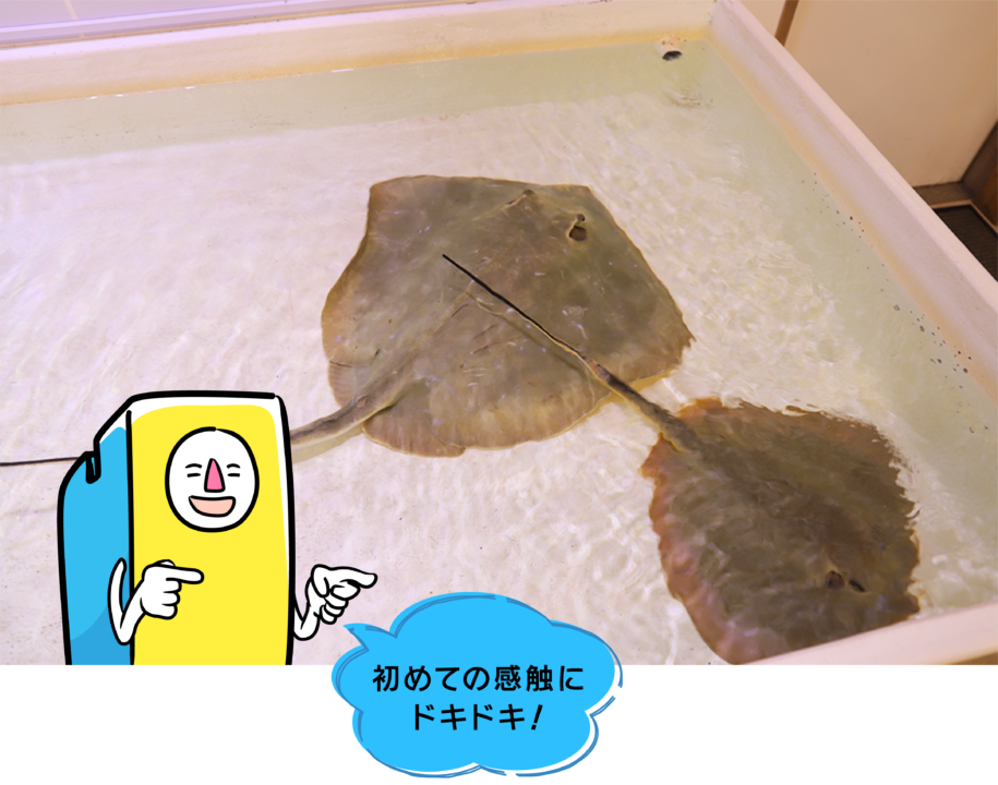 ZOOっともパーク,いきもの,ふれあい,南知多ビーチランド,イベント,2025