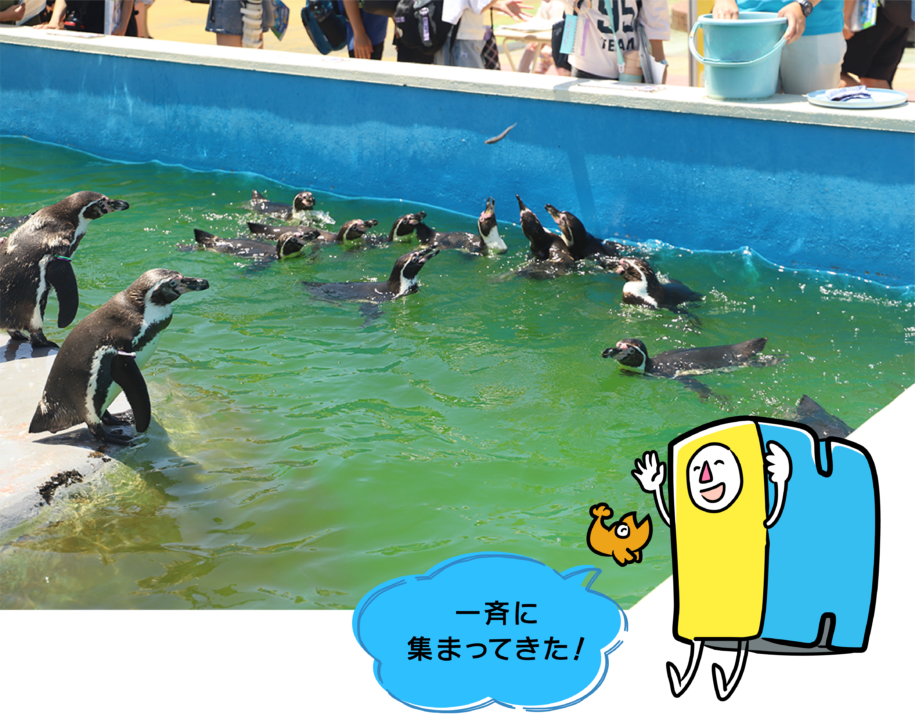 ZOOっともパーク,いきもの,ふれあい,南知多ビーチランド,イベント,2025