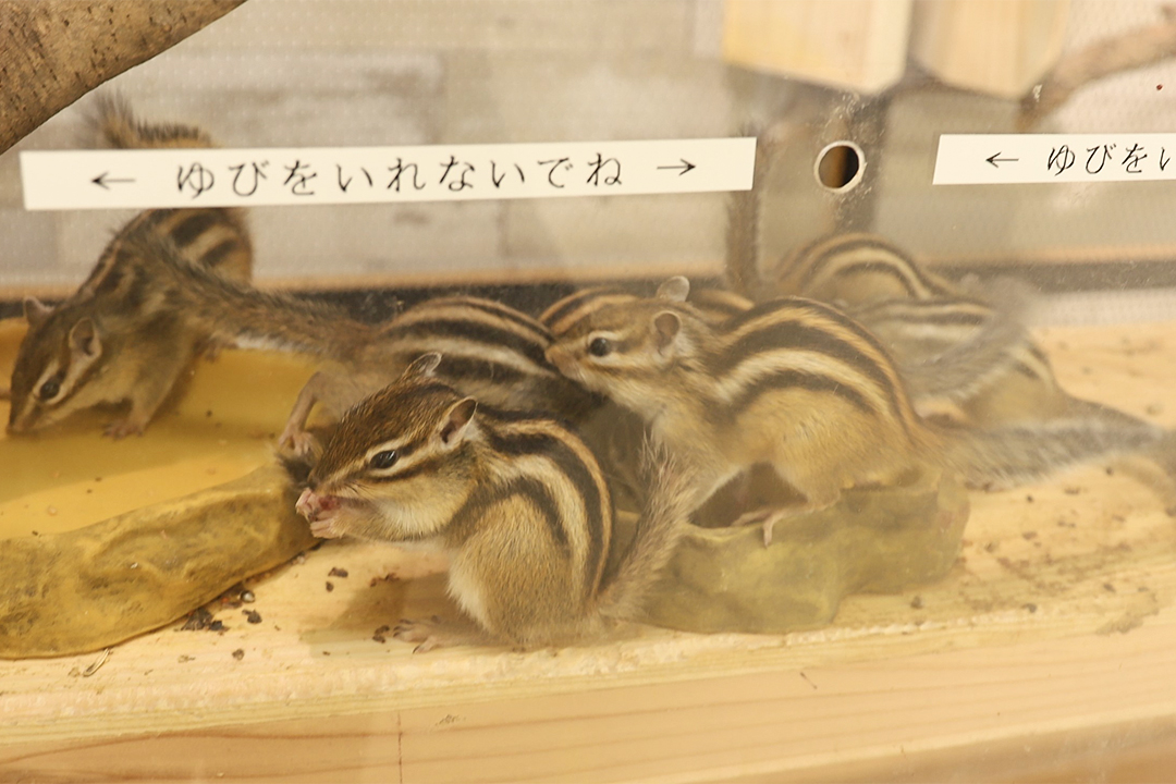 ZOOっともパーク,いきもの,ふれあい,南知多ビーチランド,イベント,2025