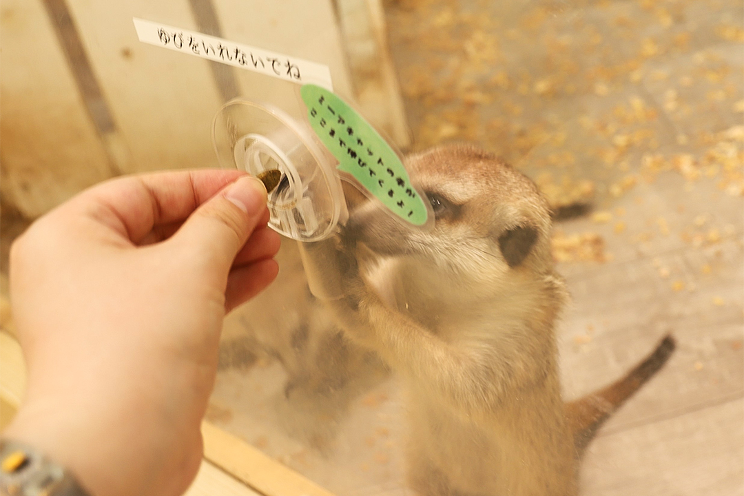 ZOOっともパーク,いきもの,ふれあい,南知多ビーチランド,イベント,2025