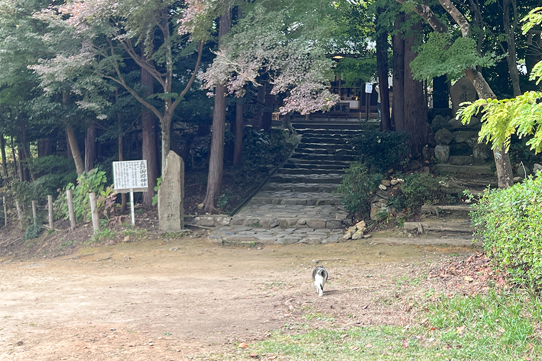 猫,神社,愛知,春日井,猫,神社,玉野御嶽神社