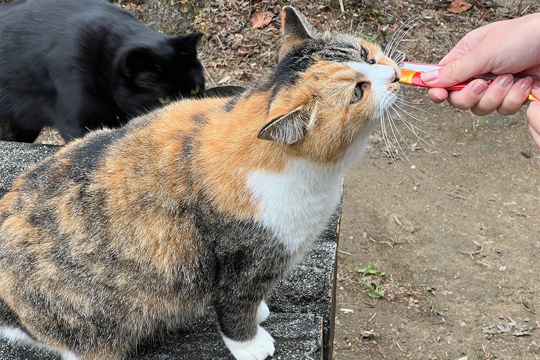 猫,神社,愛知,春日井,猫,神社,玉野御嶽神社