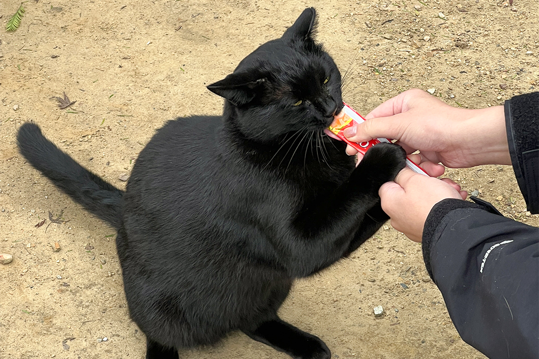 猫,神社,愛知,春日井,猫,神社,玉野御嶽神社