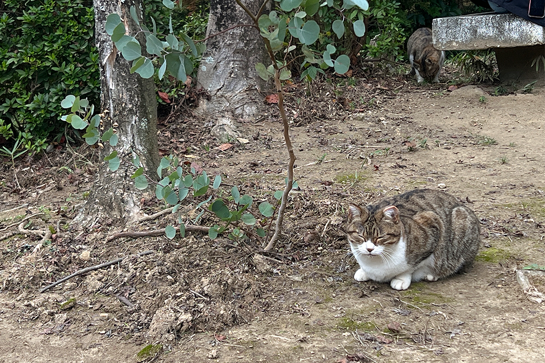 猫,神社,愛知,春日井,猫,神社,玉野御嶽神社