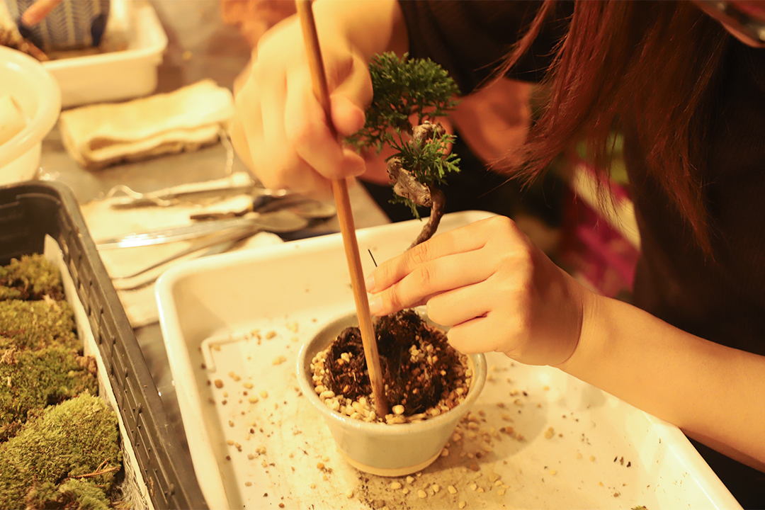 kitowa,きとわ,盆栽,体験,植物,名古屋,千種区