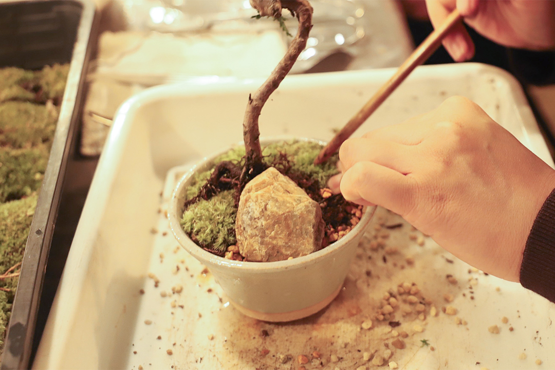 kitowa,きとわ,盆栽,体験,植物,名古屋,千種区