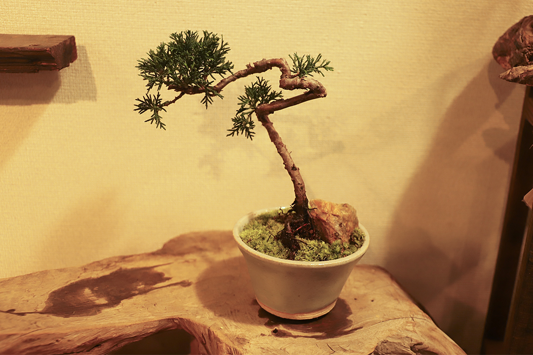 kitowa,きとわ,盆栽,体験,植物,名古屋,千種区