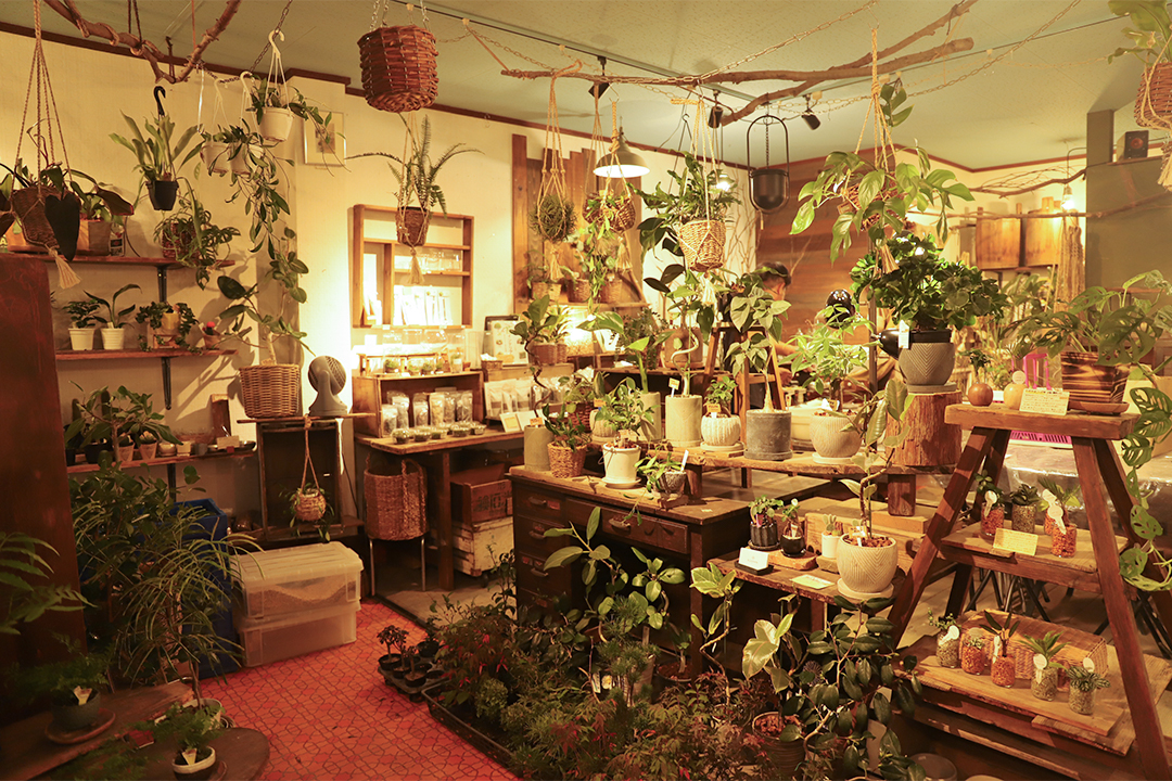 kitowa,きとわ,盆栽,体験,植物,名古屋,千種区