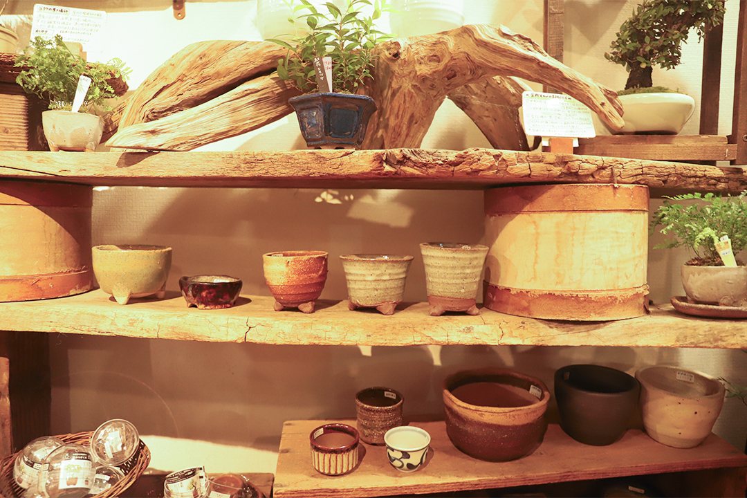 kitowa,きとわ,盆栽,体験,植物,名古屋,千種区