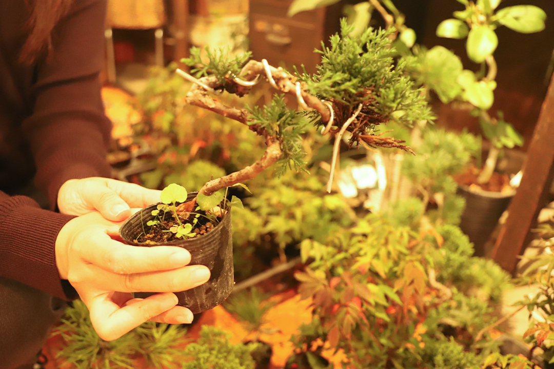 kitowa,きとわ,盆栽,体験,植物,名古屋,千種区