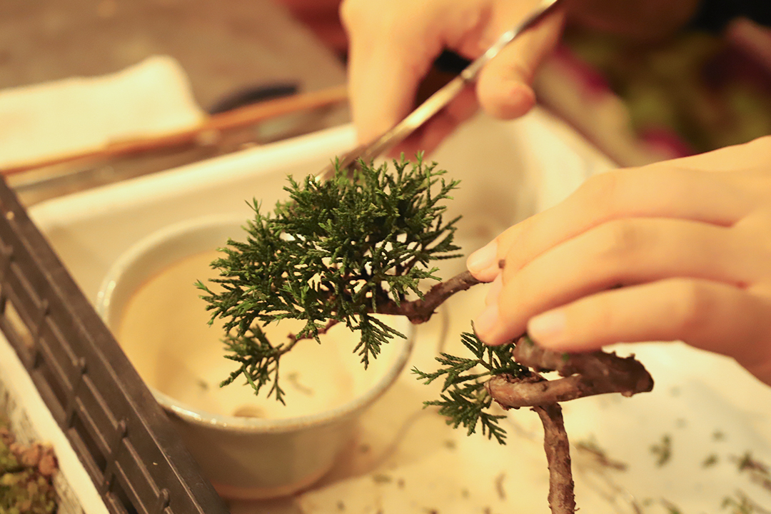 kitowa,きとわ,盆栽,体験,植物,名古屋,千種区