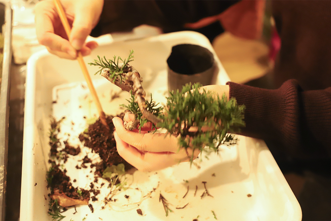 kitowa,きとわ,盆栽,体験,植物,名古屋,千種区