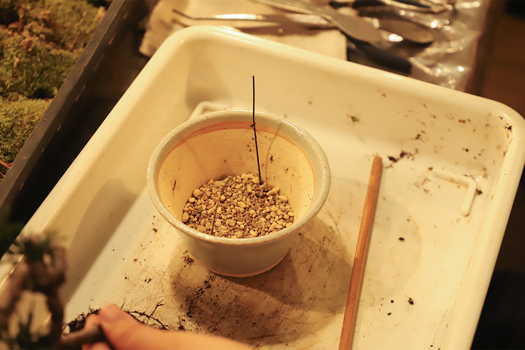 kitowa,きとわ,盆栽,体験,植物,名古屋,千種区