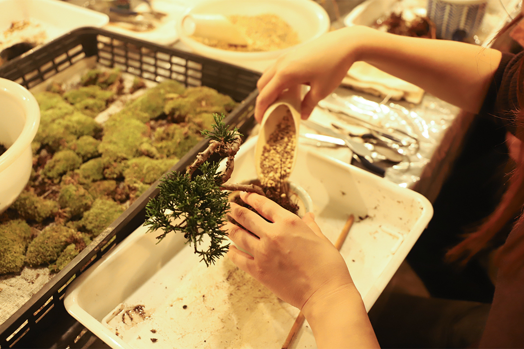 kitowa,きとわ,盆栽,体験,植物,名古屋,千種区