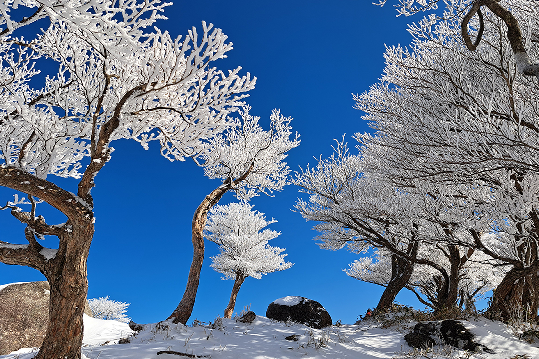 フォトジェニック,冬,イルミネーション,ライトアップ,氷瀑,樹氷,おでかけ,愛知,岐阜,三重