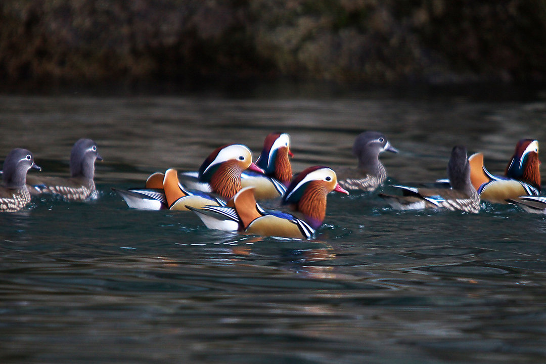 フォトジェニック,冬,イルミネーション,ライトアップ,氷瀑,樹氷,おでかけ,愛知,岐阜,三重