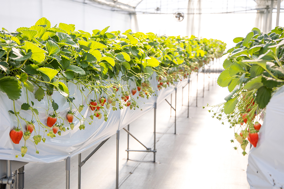 グランピング,愛知,岐阜,三重,ツリーハウス,菰野,いちご狩り,BBQ,ペット