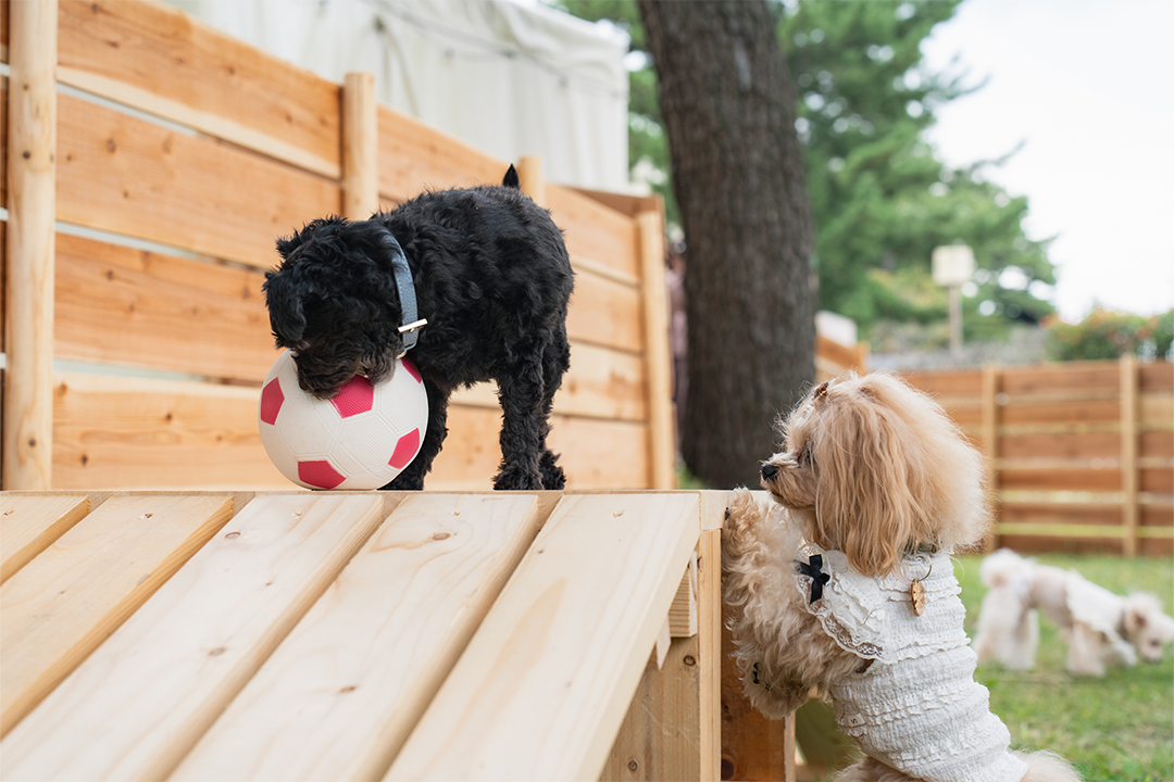 グランピング,愛知,岐阜,三重,ツリーハウス,菰野,いちご狩り,BBQ,ペット