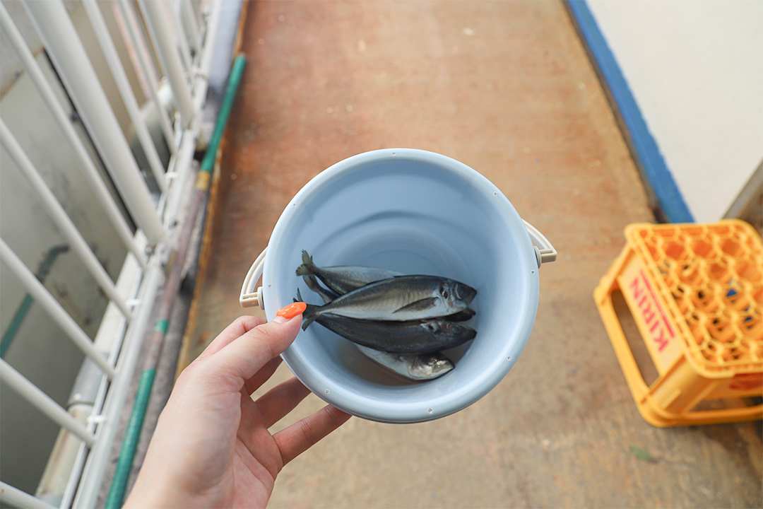 イルカ島,鳥羽,料金,アクセス,フェリー