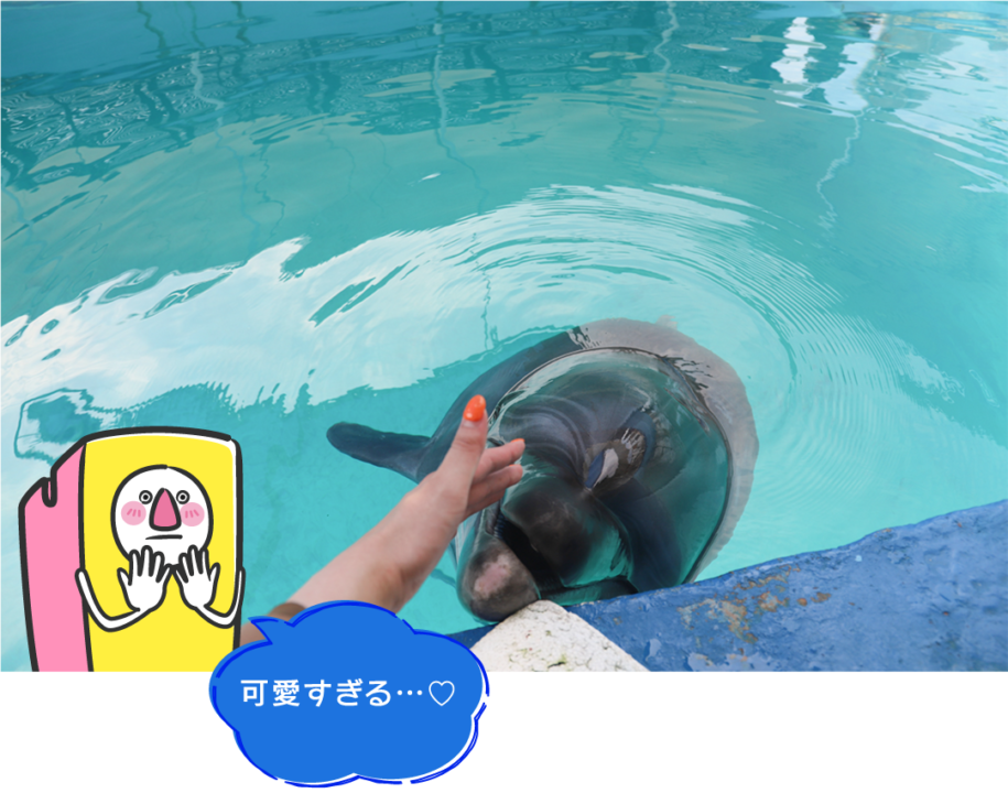 イルカ島,鳥羽,料金,アクセス,フェリー