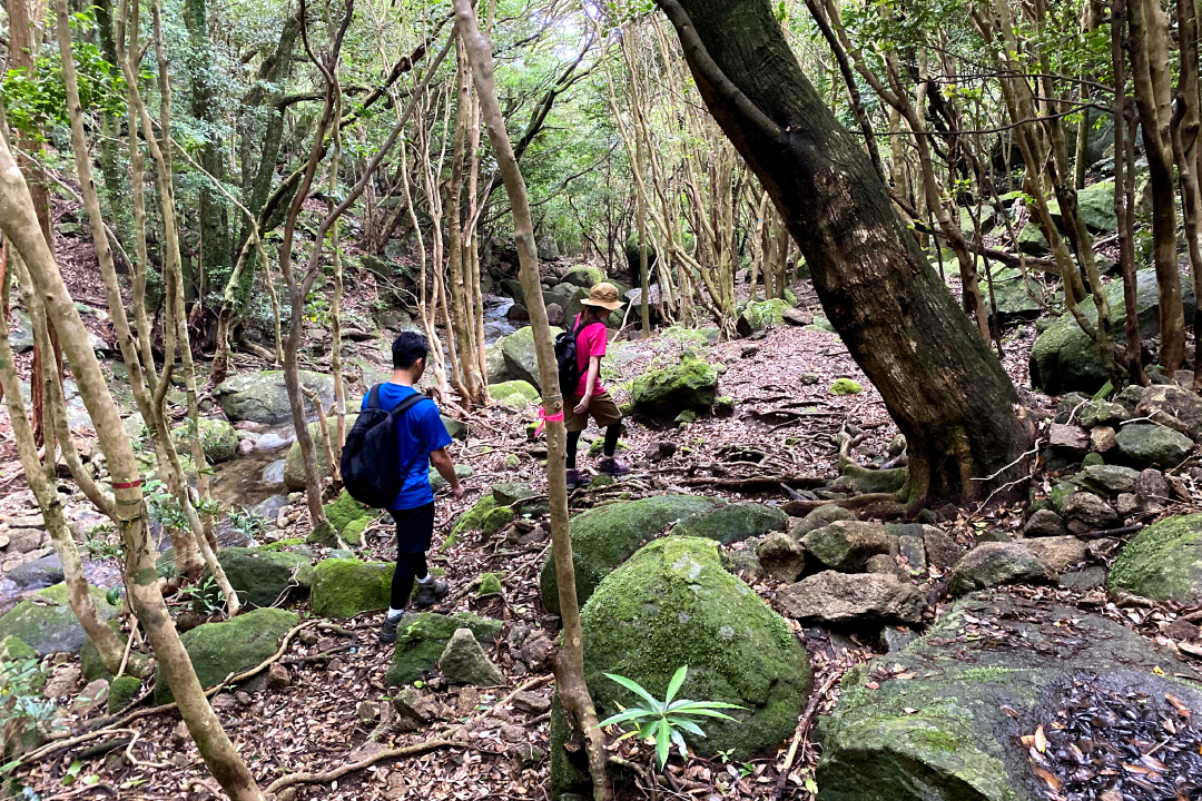 低山,登山,愛知,岐阜,三重,おすすめ,熊,好日山荘